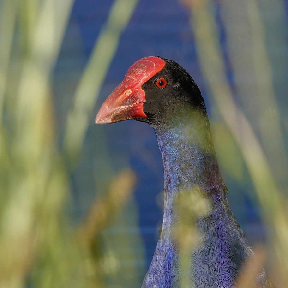 オーストラリアセイケイ - ML646377702