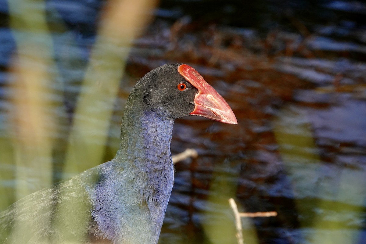 オーストラリアセイケイ - ML646377705