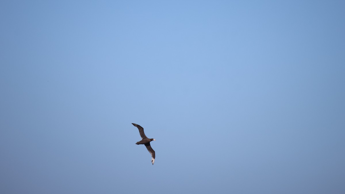 Southern Giant-Petrel - ML646377706