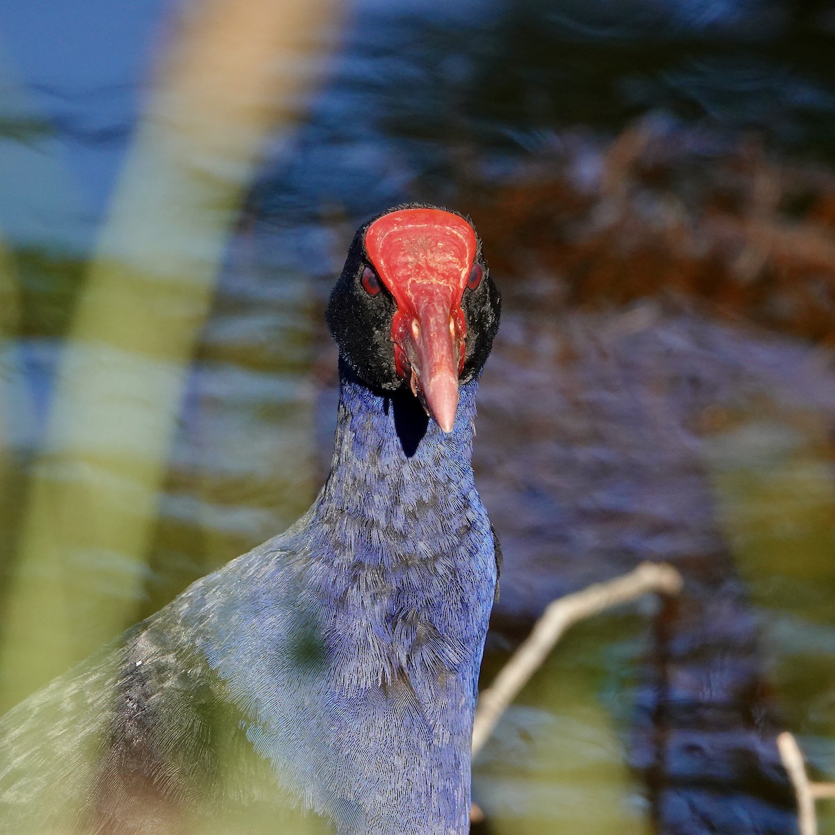 オーストラリアセイケイ - ML646377708