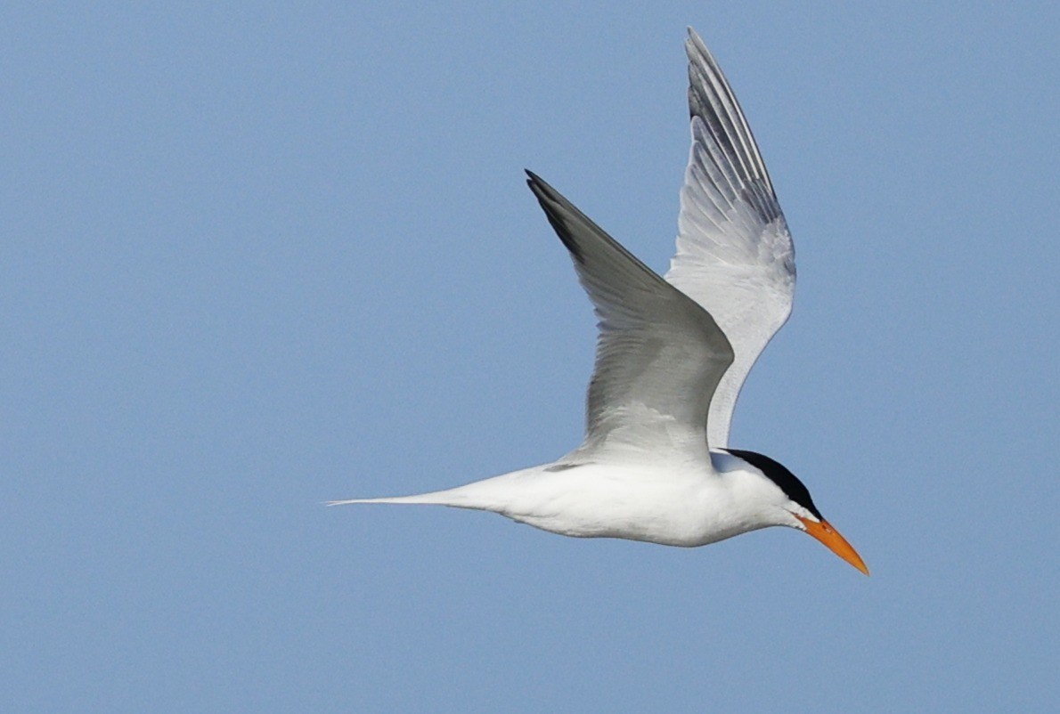 Royal Tern - ML646377709