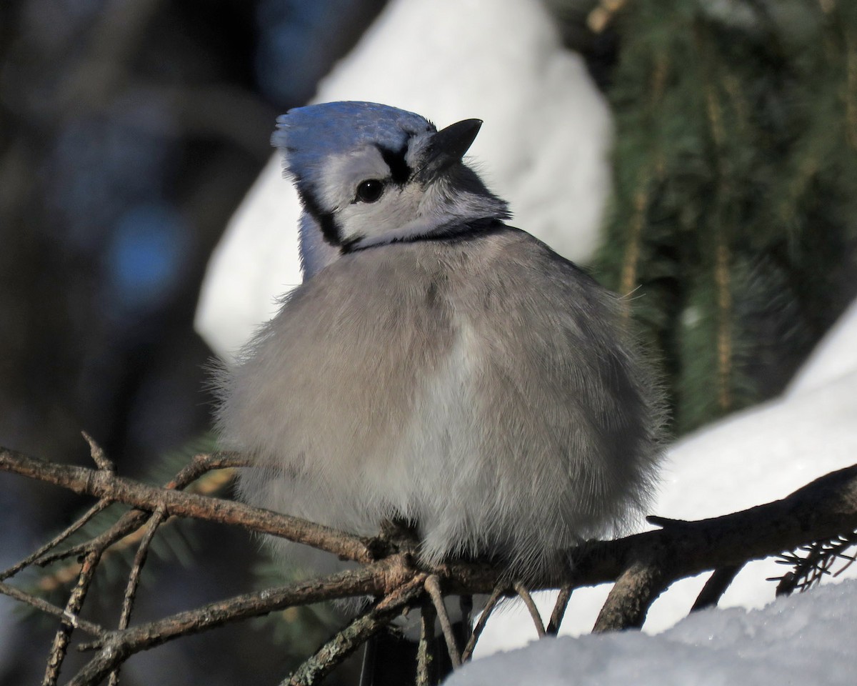 Blue Jay - ML646377710