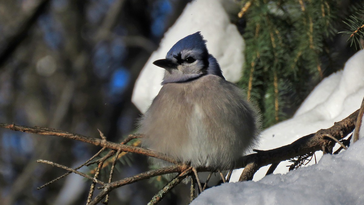 Blue Jay - ML646377711