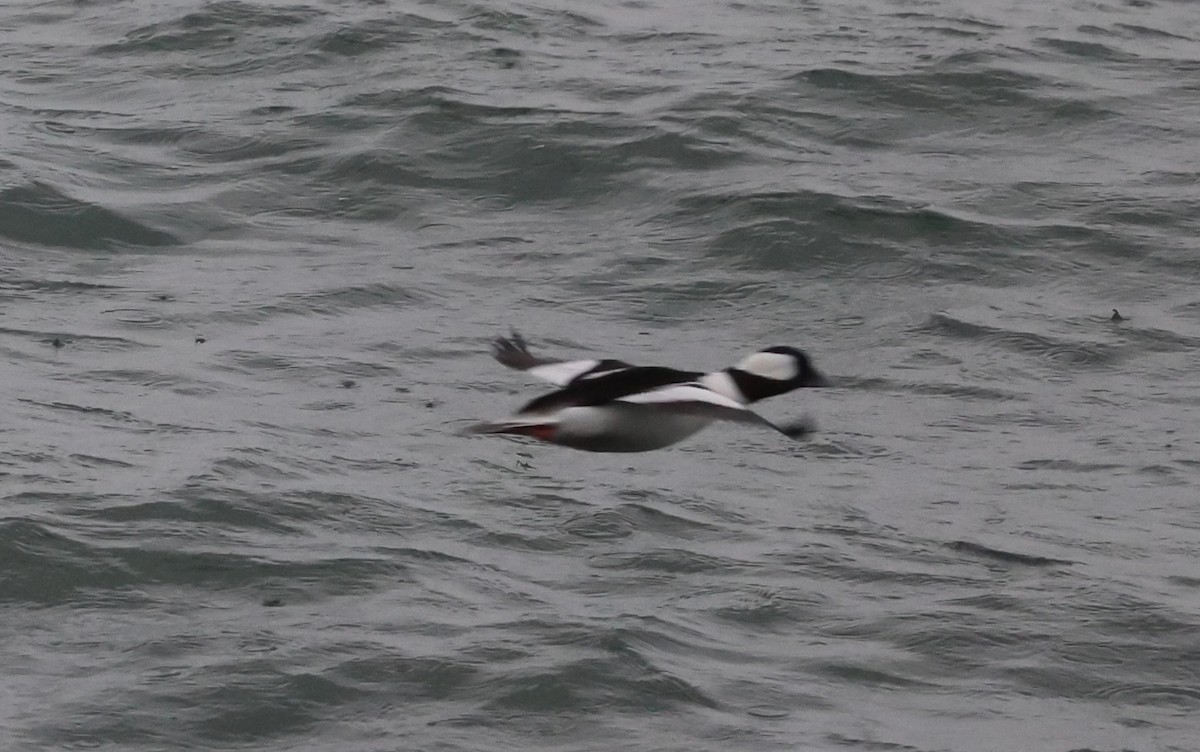 Bufflehead - ML646377712