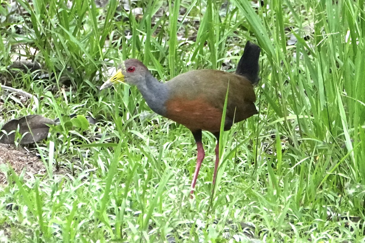 Gray-cowled Wood-Rail - ML646377713