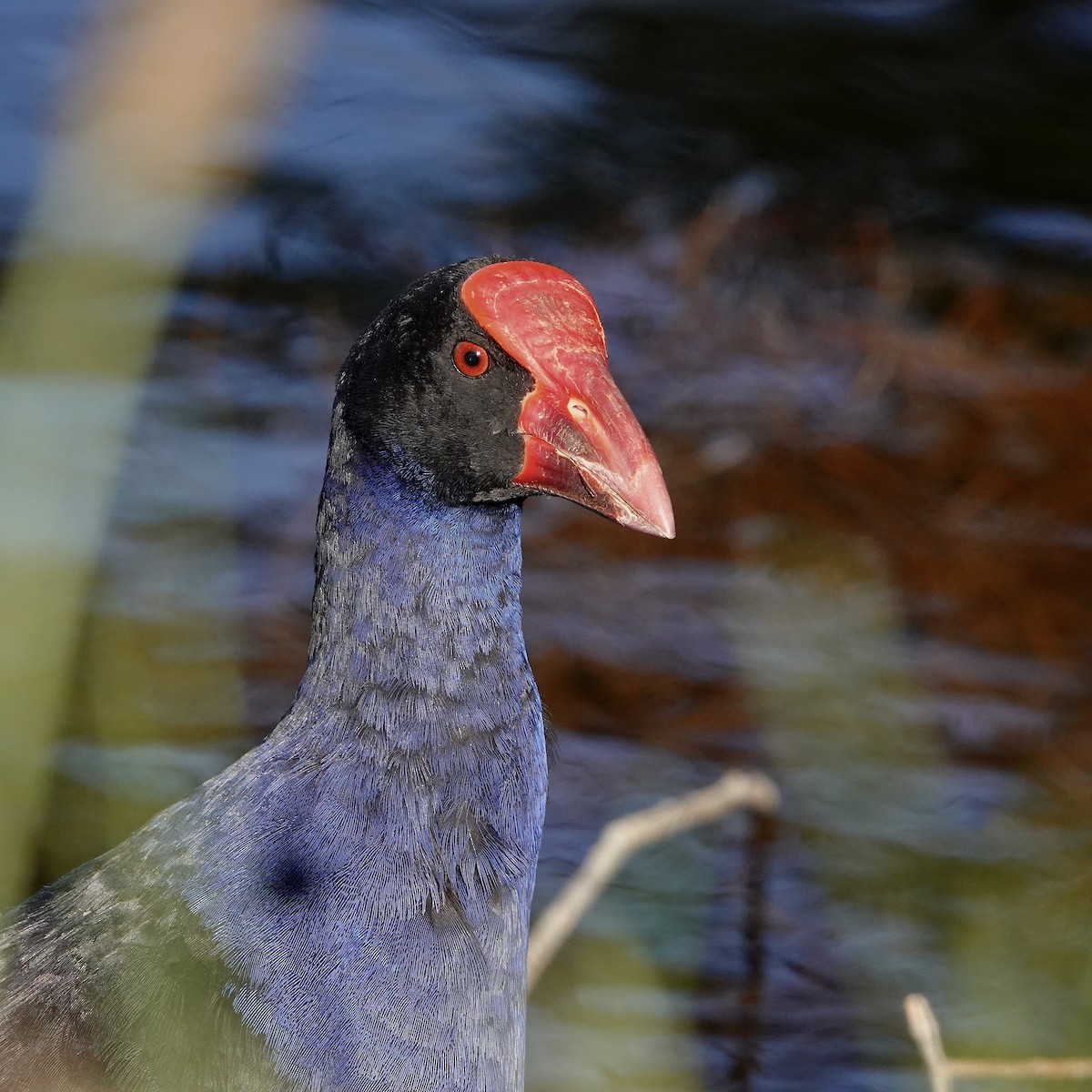 オーストラリアセイケイ - ML646377715