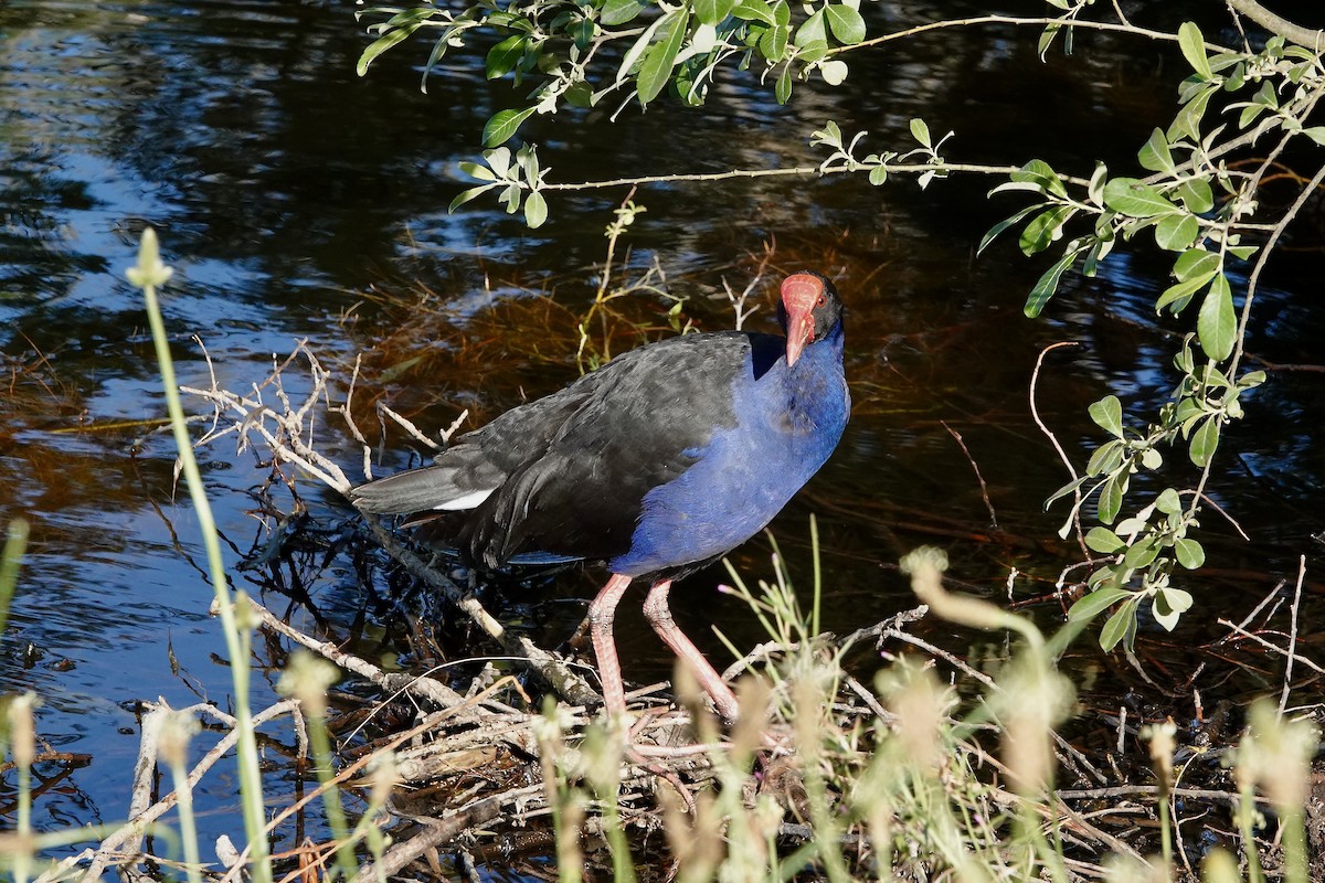 オーストラリアセイケイ - ML646377717