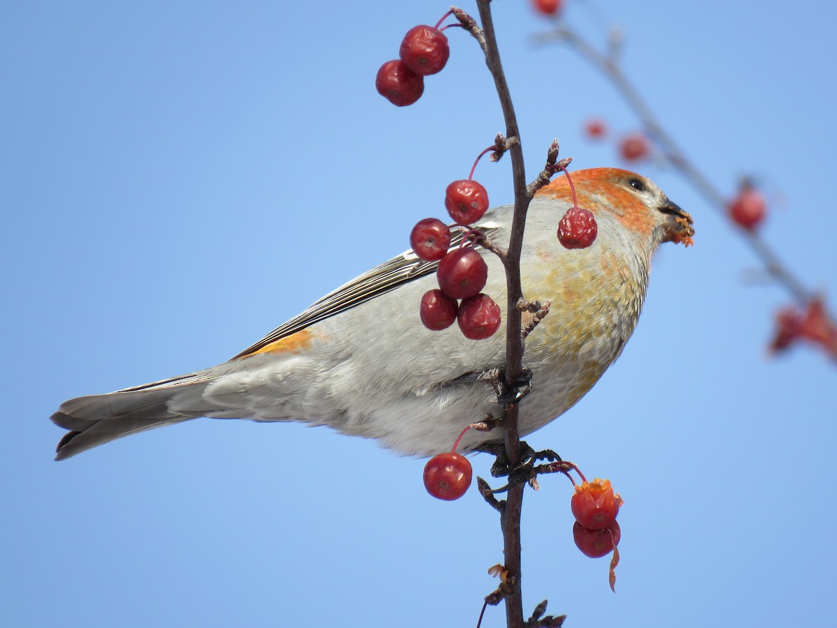 ギンザンマシコ - ML646377718