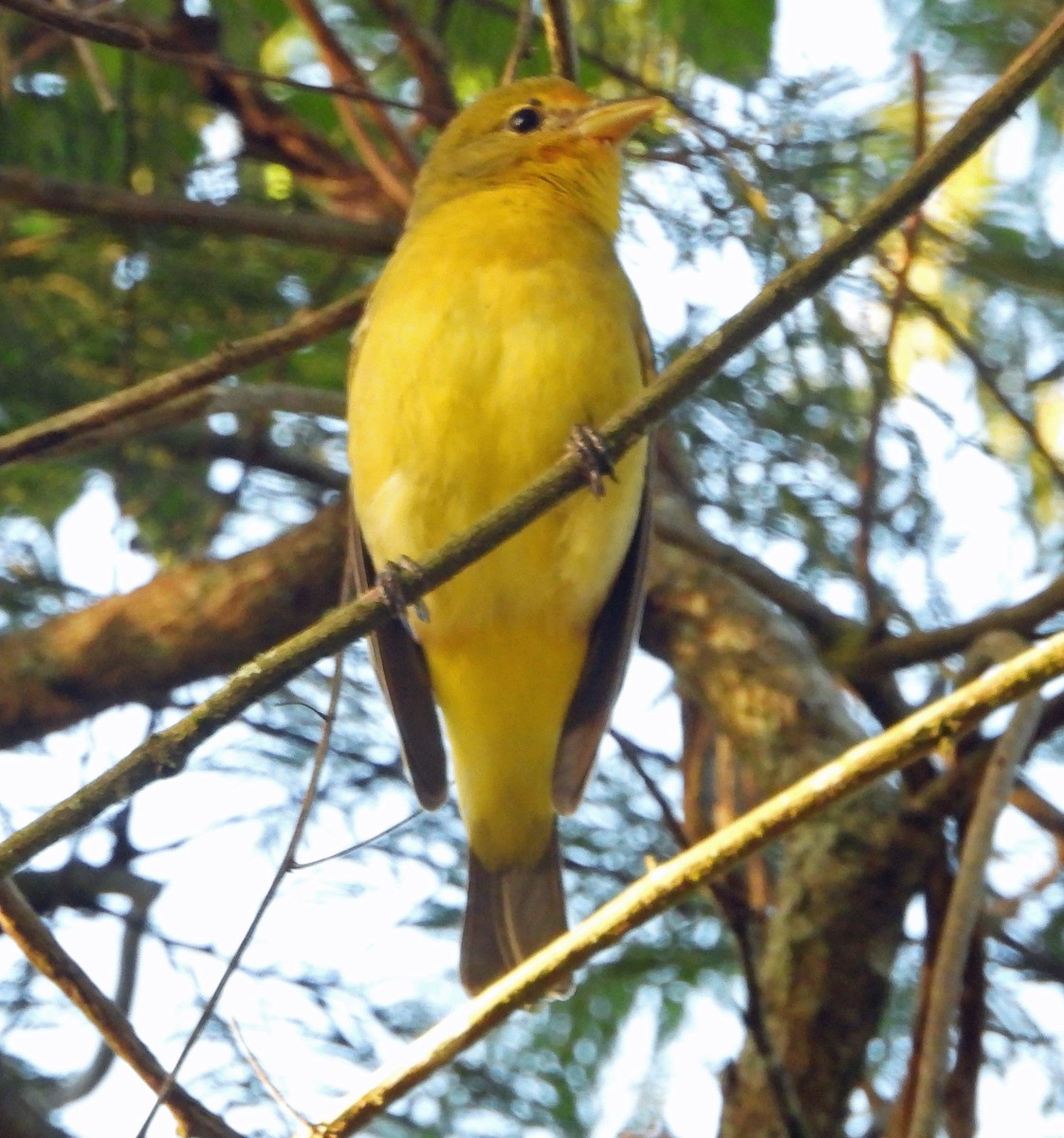 Western Tanager - ML646377719