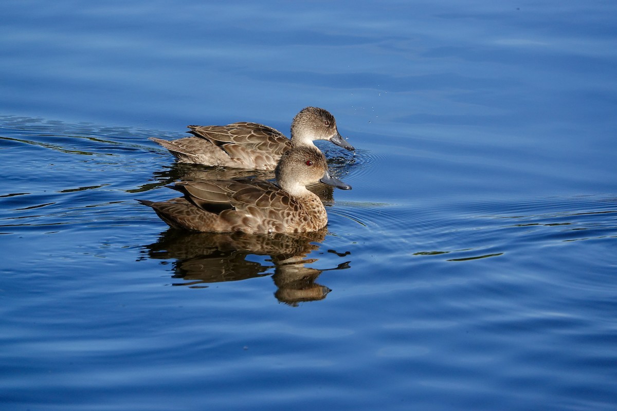 ハイイロコガモ - ML646377724