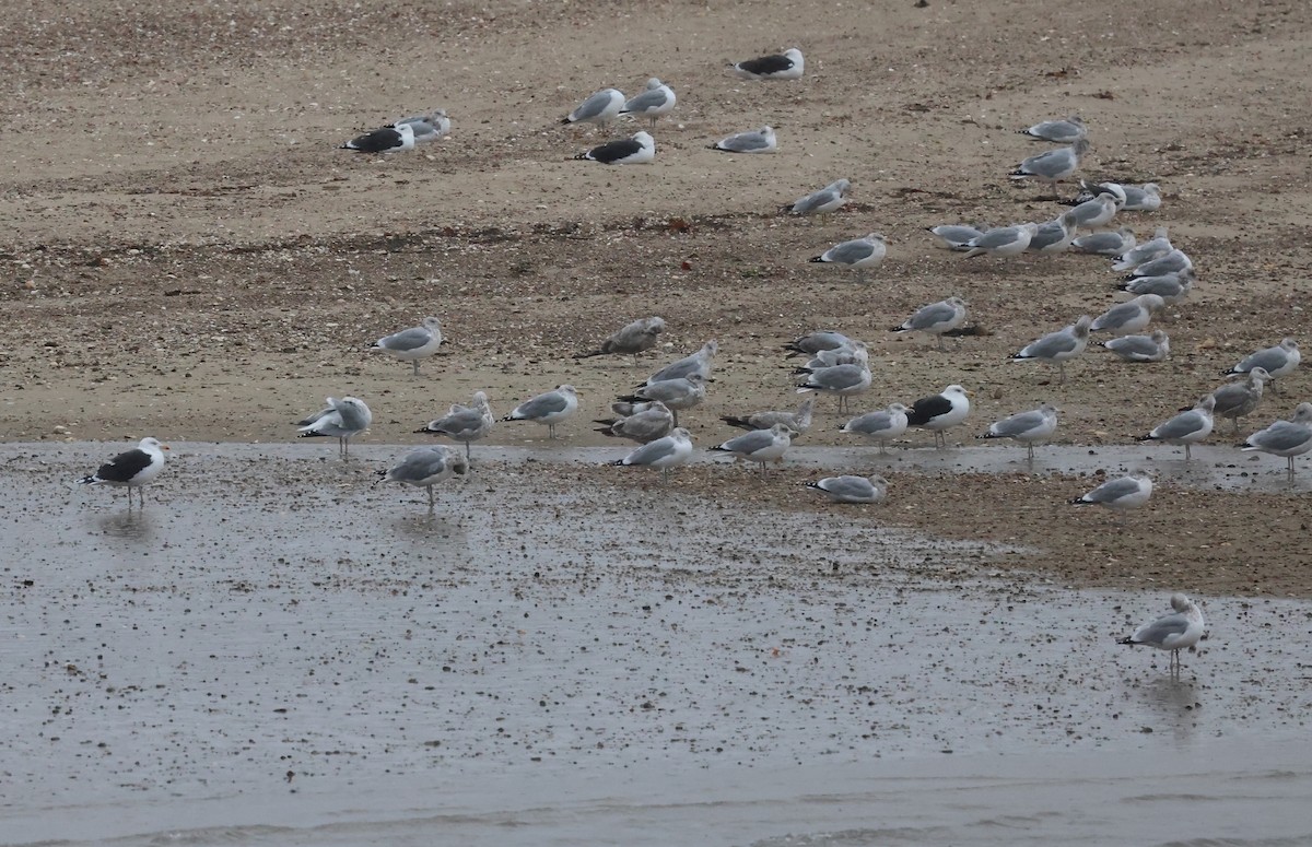 Great Black-backed Gull - ML646377725