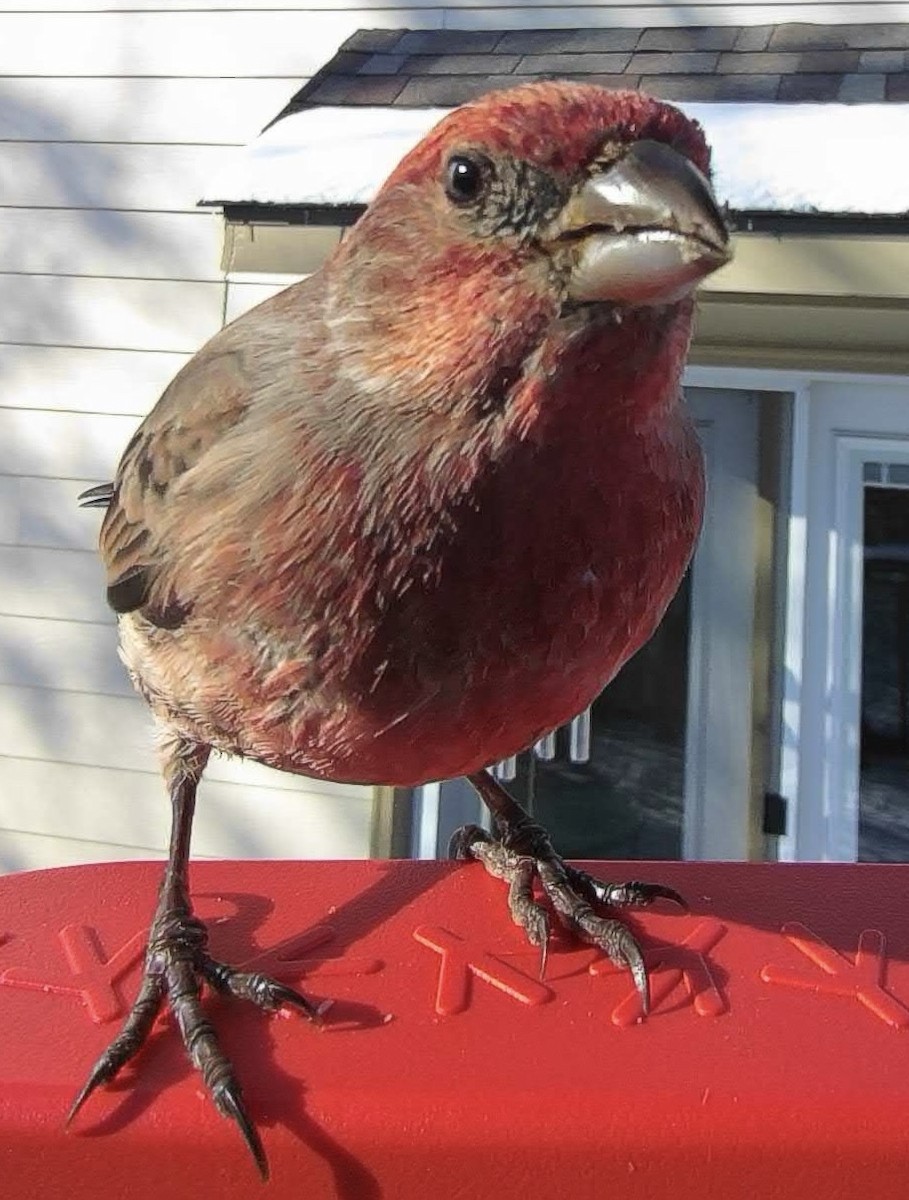 hýl rudoprsý - ML646377726