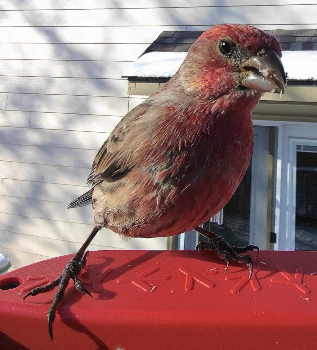 hýl rudoprsý - ML646377727