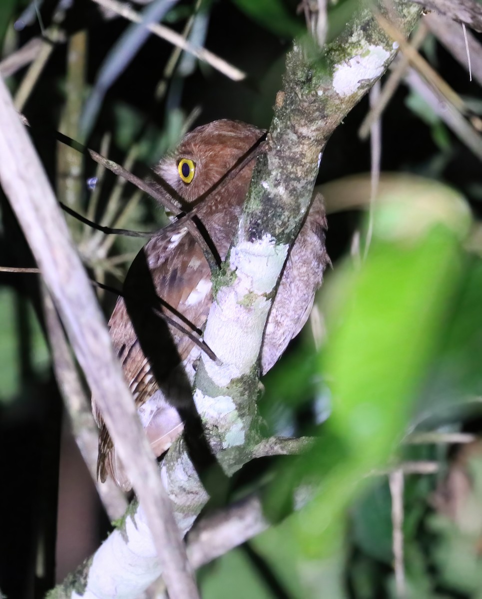 Foothill Screech-Owl - ML646377728