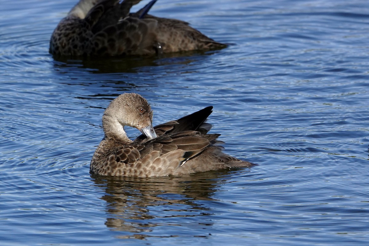 ハイイロコガモ - ML646377730