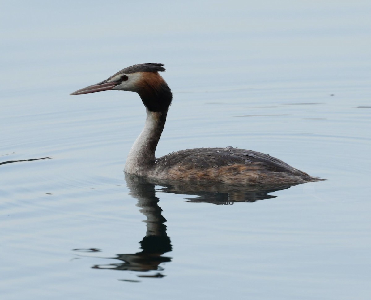 Great Crested Grebe - ML646377731