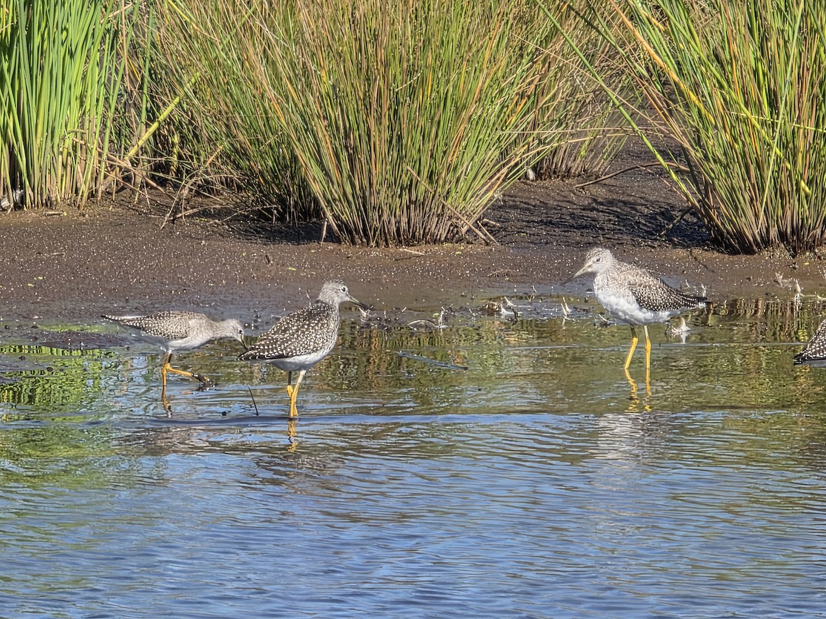 Lesser Yellowlegs - ML646377732