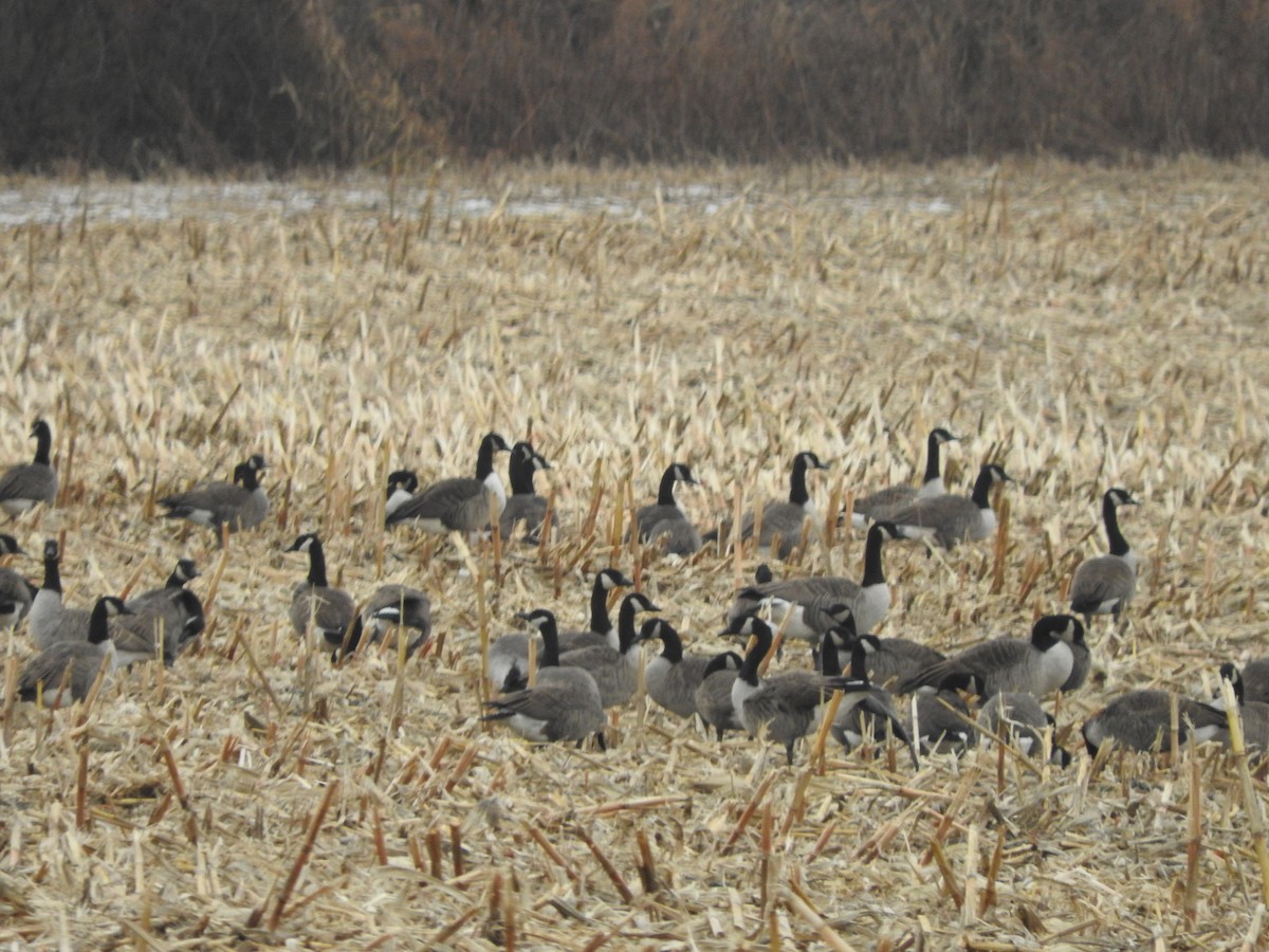 Canada Goose - ML646377733