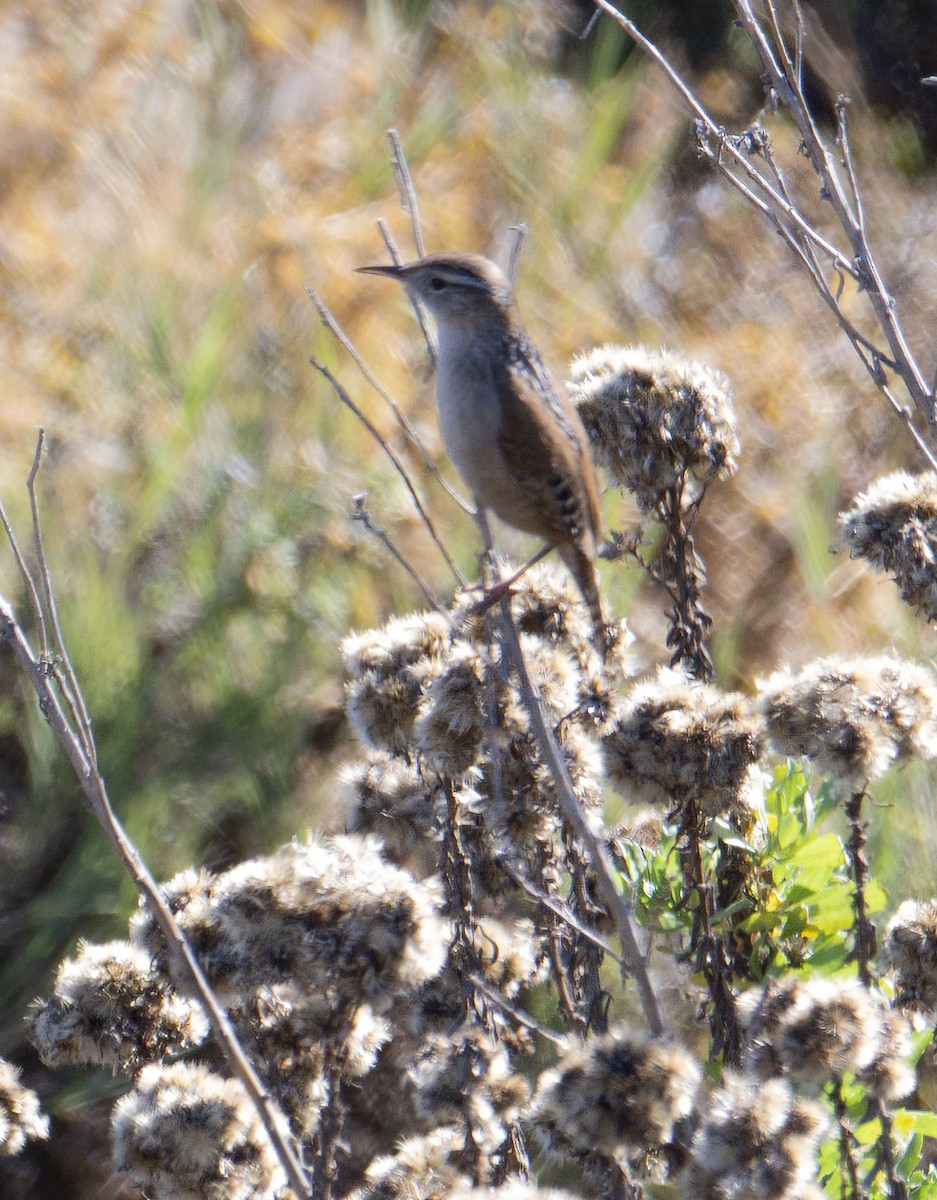 Marsh Wren - ML646377734