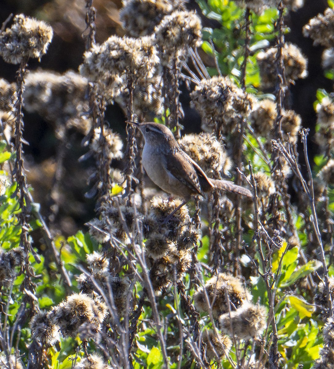 Marsh Wren - ML646377735