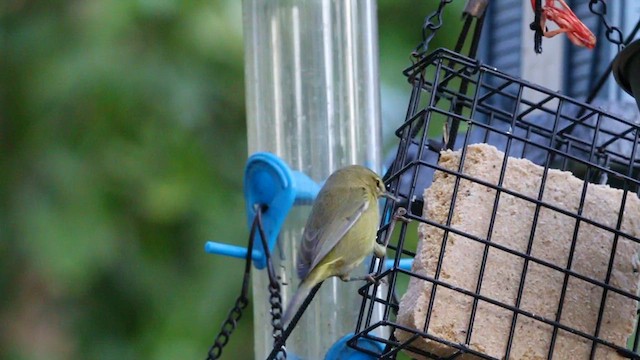 Orange-crowned Warbler - ML646377736