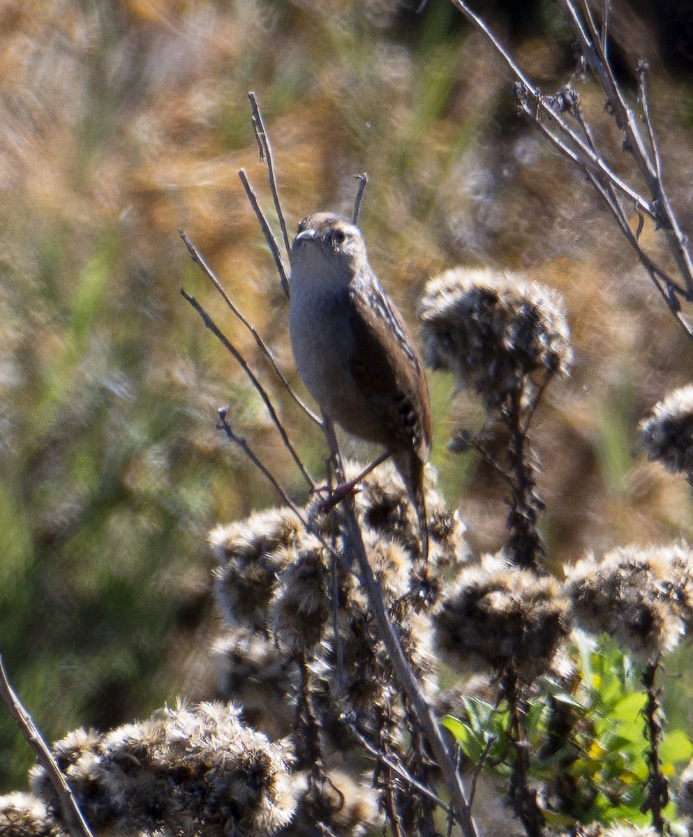 Marsh Wren - ML646377737