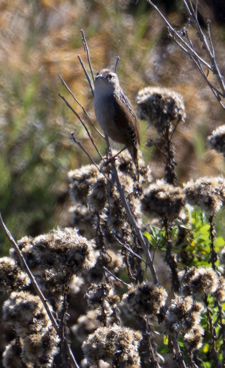 Marsh Wren - ML646377738