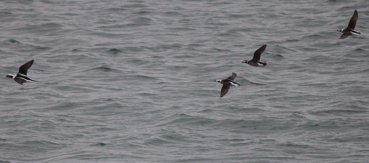 Long-tailed Duck - ML646377740