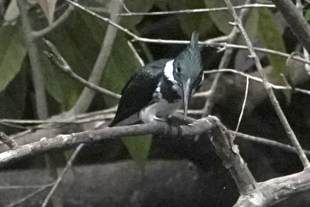 Amazon Kingfisher - ML646377741