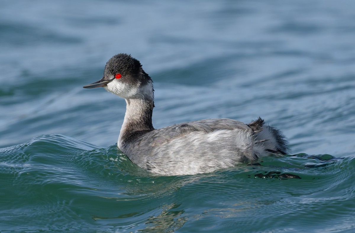 potápka černokrká - ML646377744