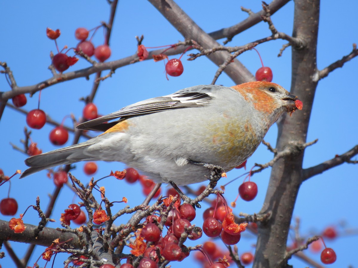 ギンザンマシコ - ML646377745