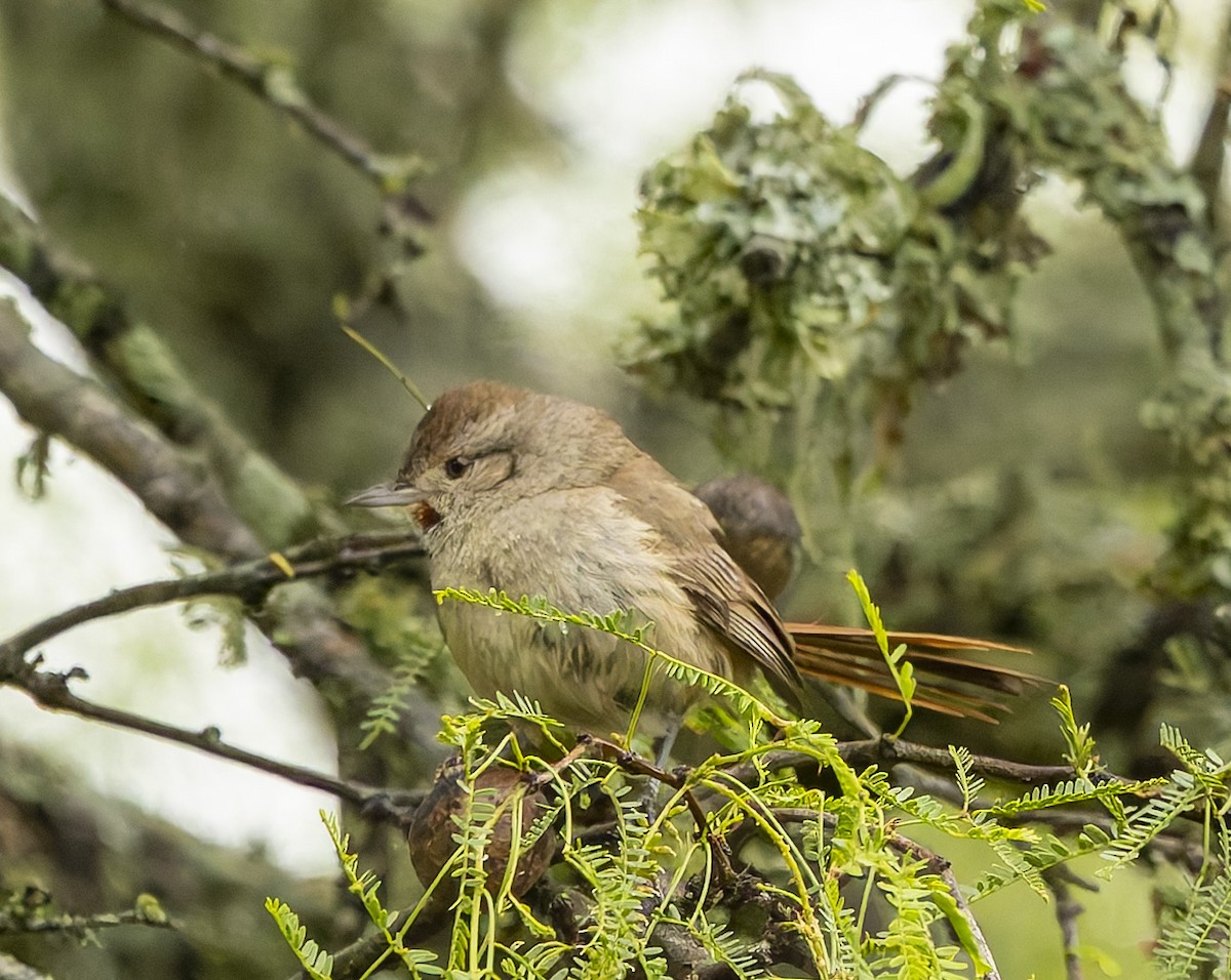 Short-billed Canastero - ML646377751