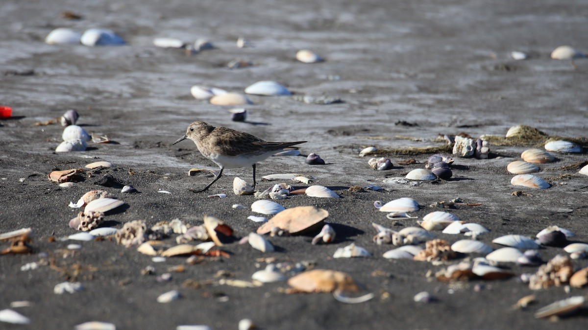 Baird's Sandpiper - ML646377752