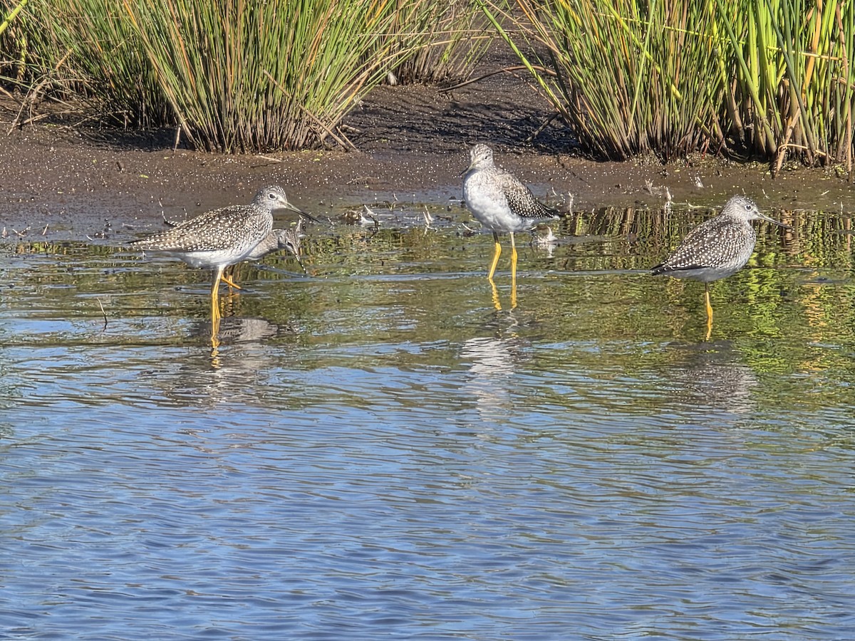Greater Yellowlegs - ML646377755