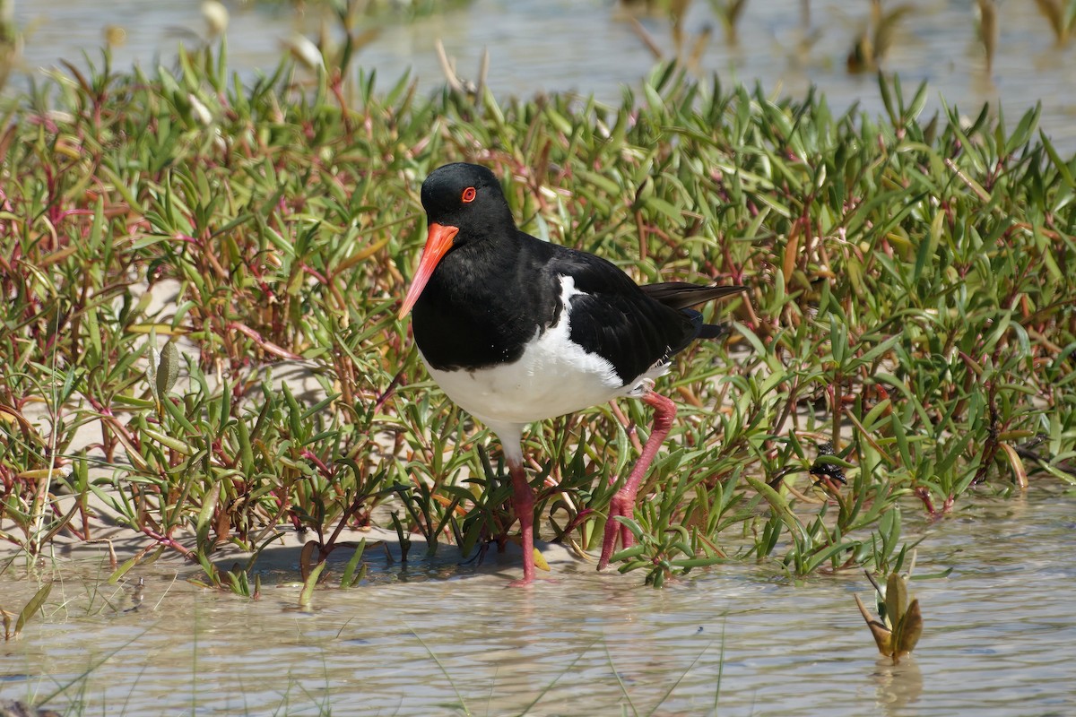 オーストラリアミヤコドリ - ML646377758