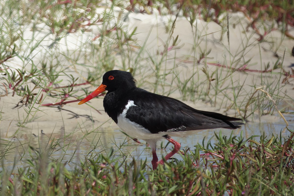 オーストラリアミヤコドリ - ML646377759