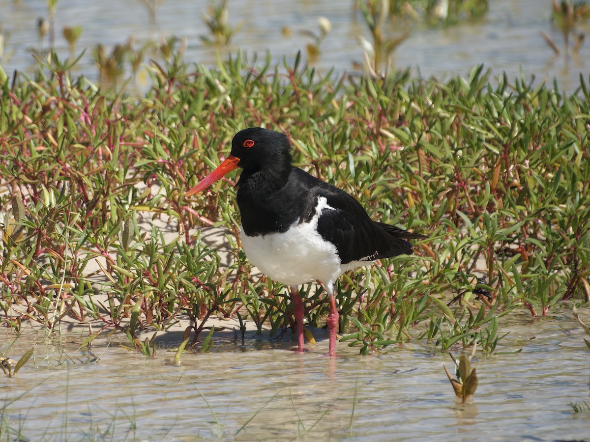 オーストラリアミヤコドリ - ML646377760