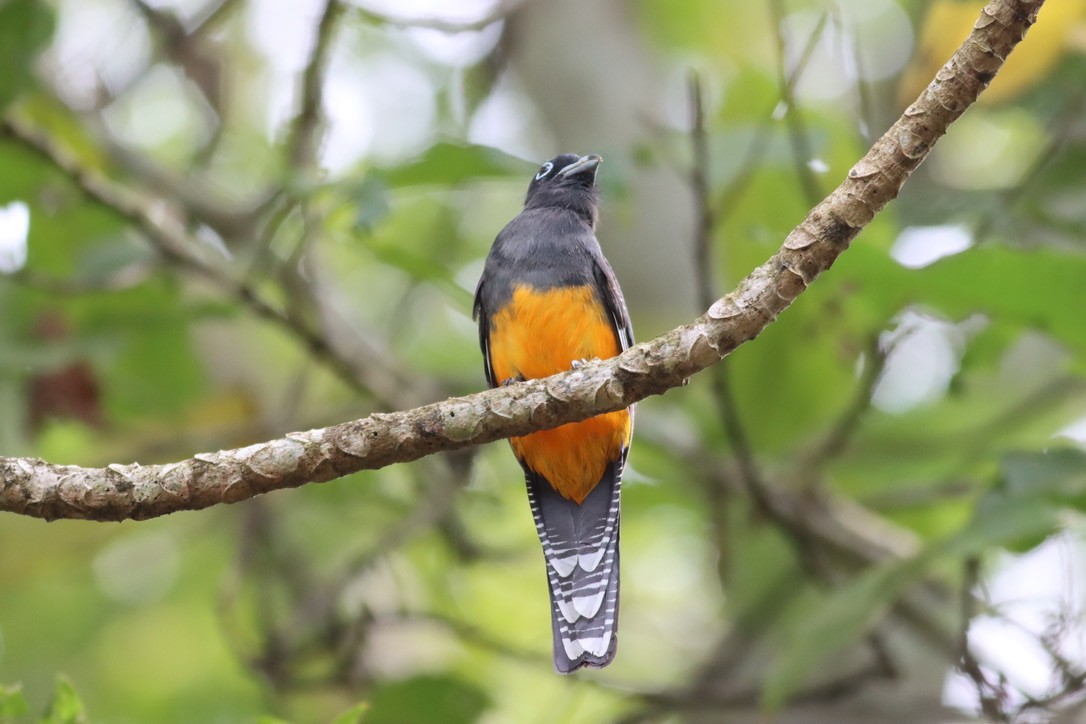 Baird's Trogon - ML646377761
