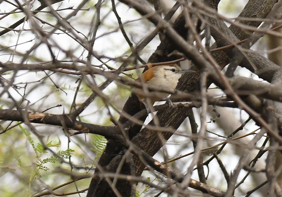 Superciliated Wren - ML646377762
