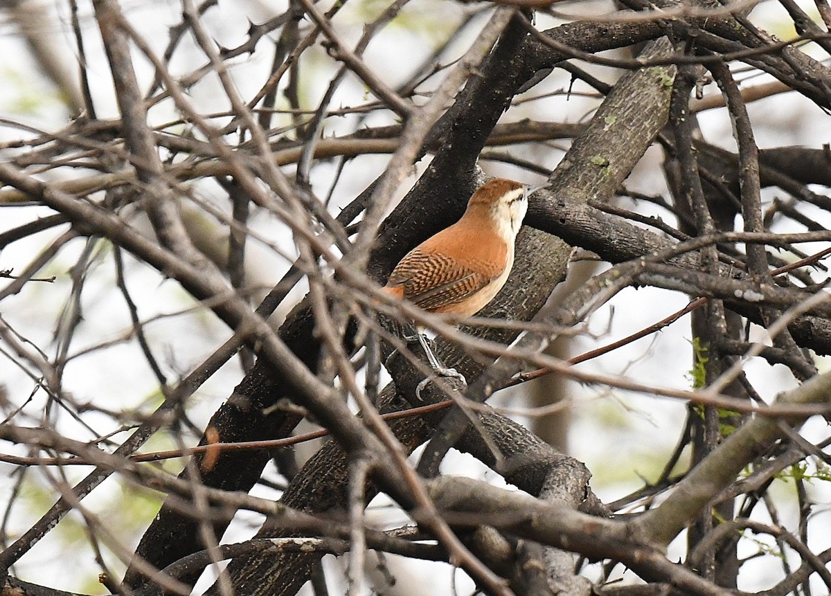 Superciliated Wren - ML646377763