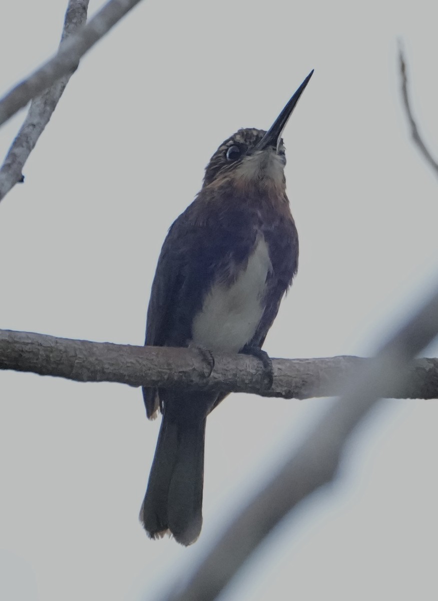 Brown Jacamar - ML646377765