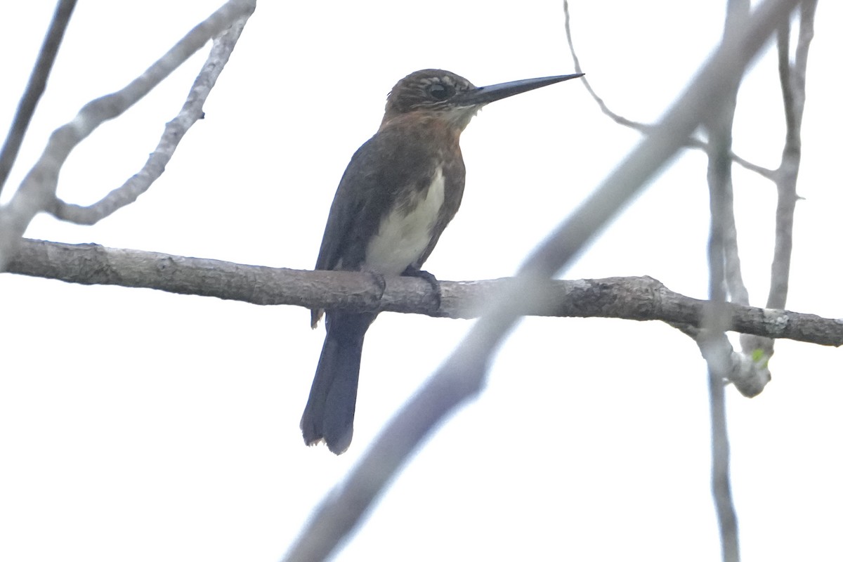 Brown Jacamar - ML646377766