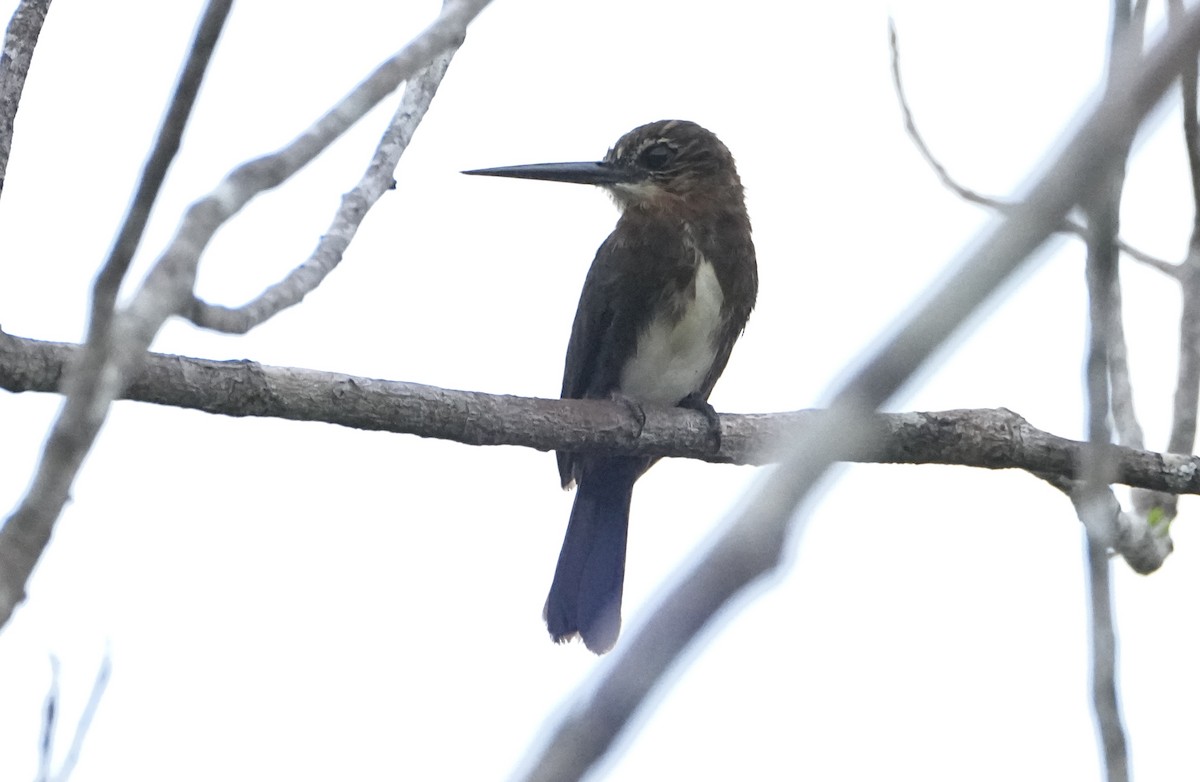 Brown Jacamar - ML646377767