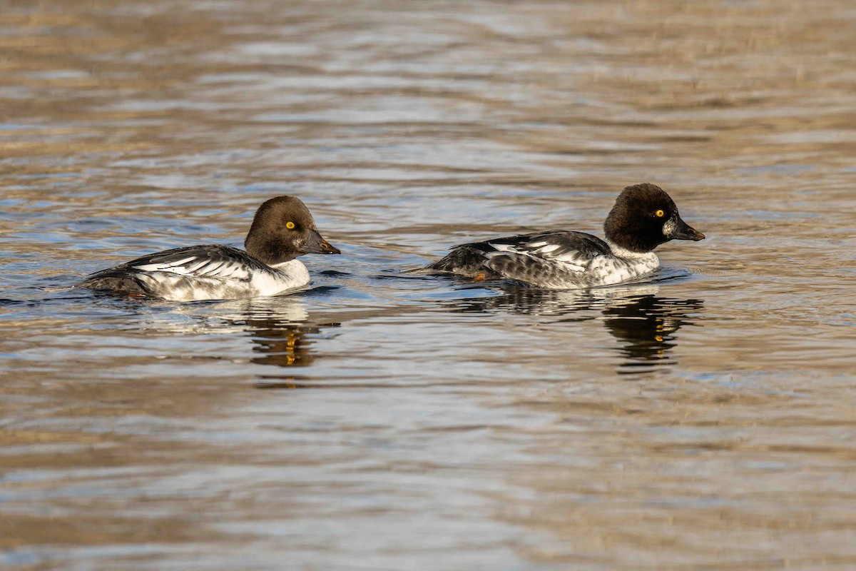 Common Goldeneye - ML646377768