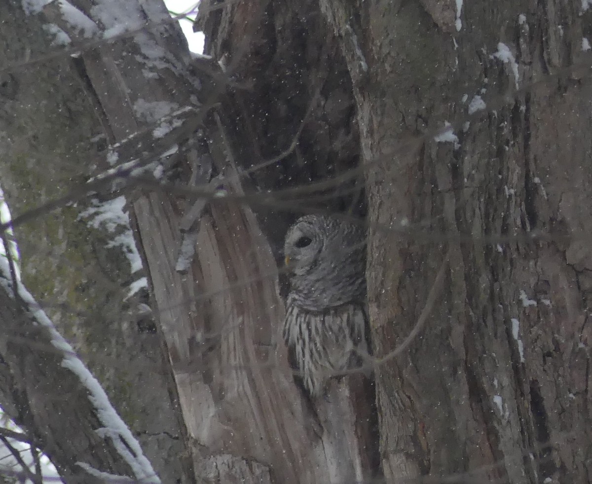 Barred Owl - ML646377770