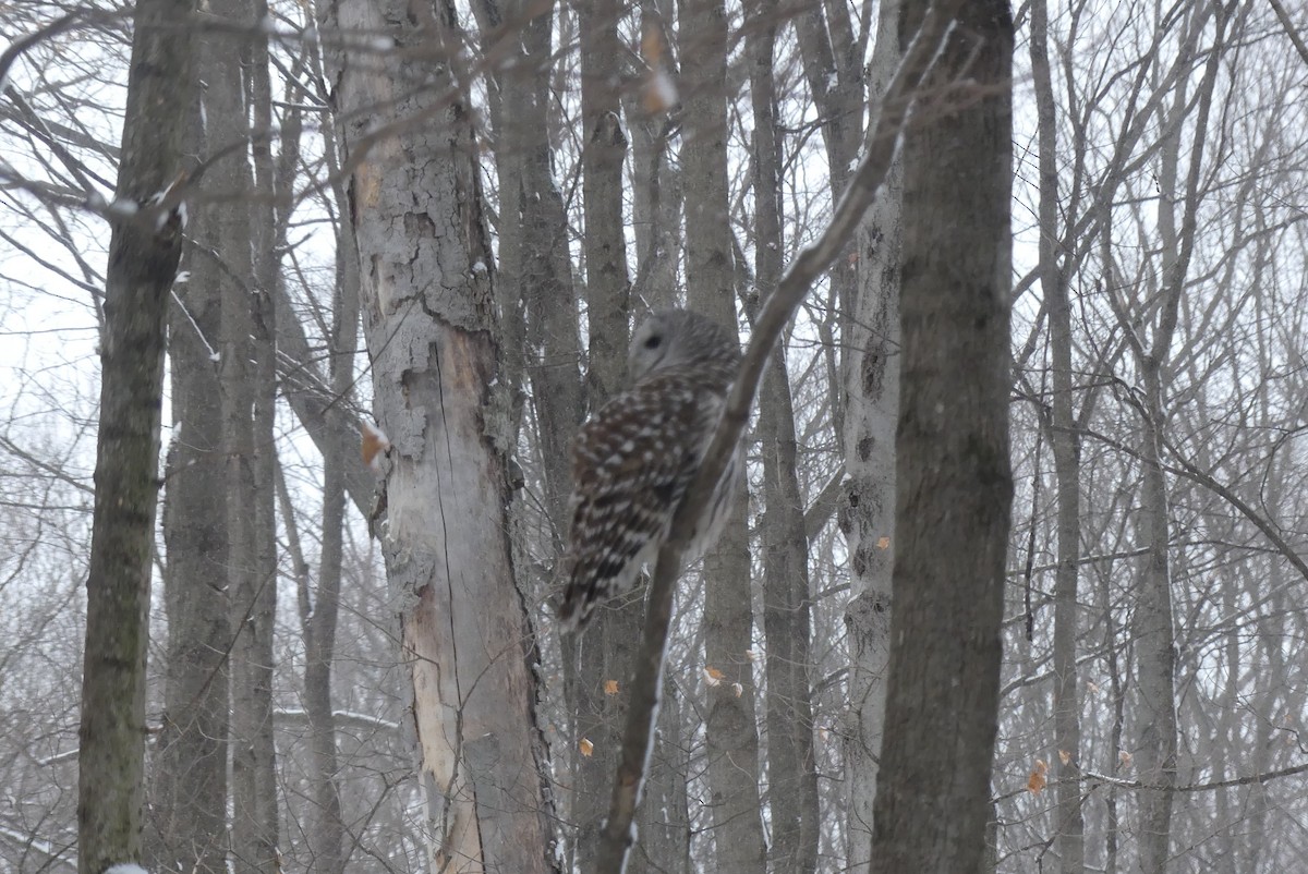 Barred Owl - ML646377771