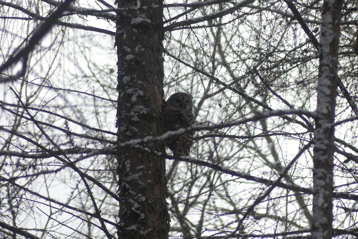 Barred Owl - ML646377772