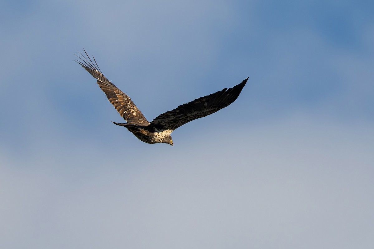 Bald Eagle - ML646377773