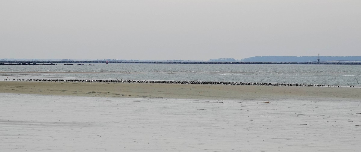 Black Skimmer - ML646377777