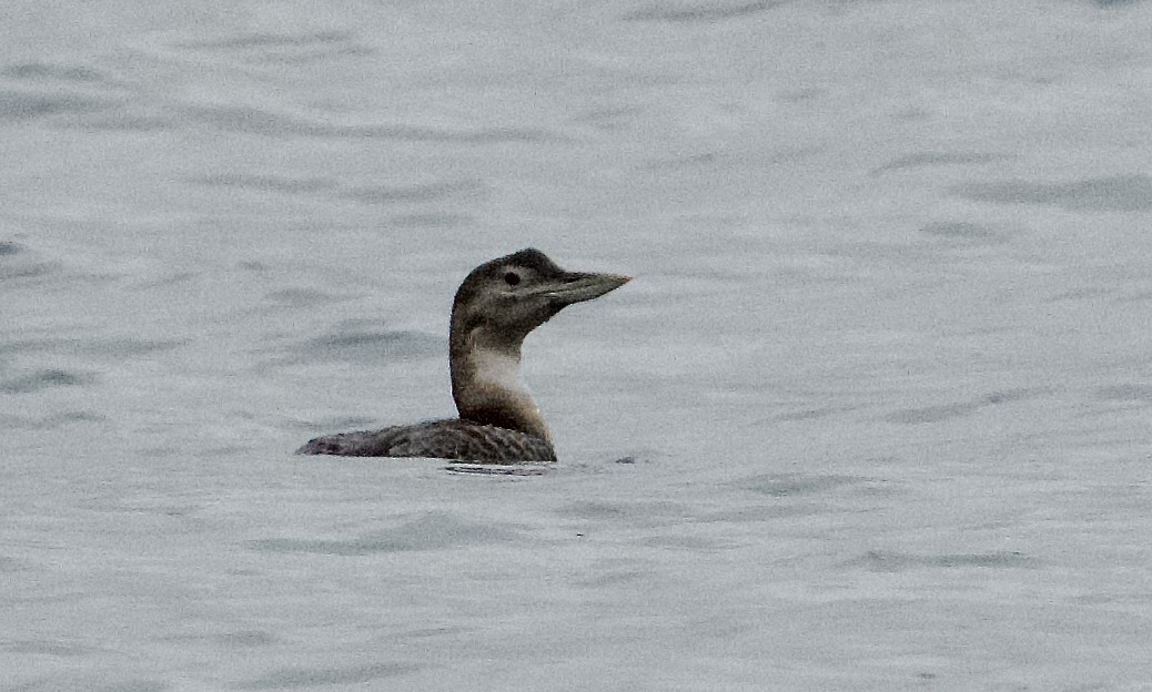 Yellow-billed Loon - ML646377778